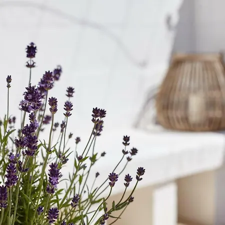 Agapanto Masseria Bed & Breakfast *